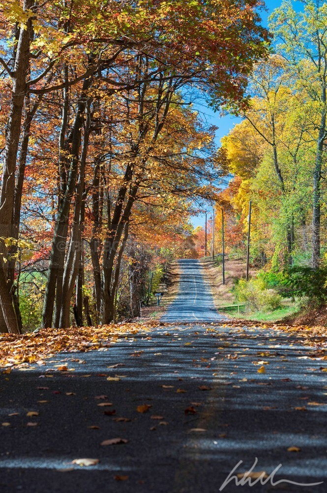 DSC_7891 - Autumn
