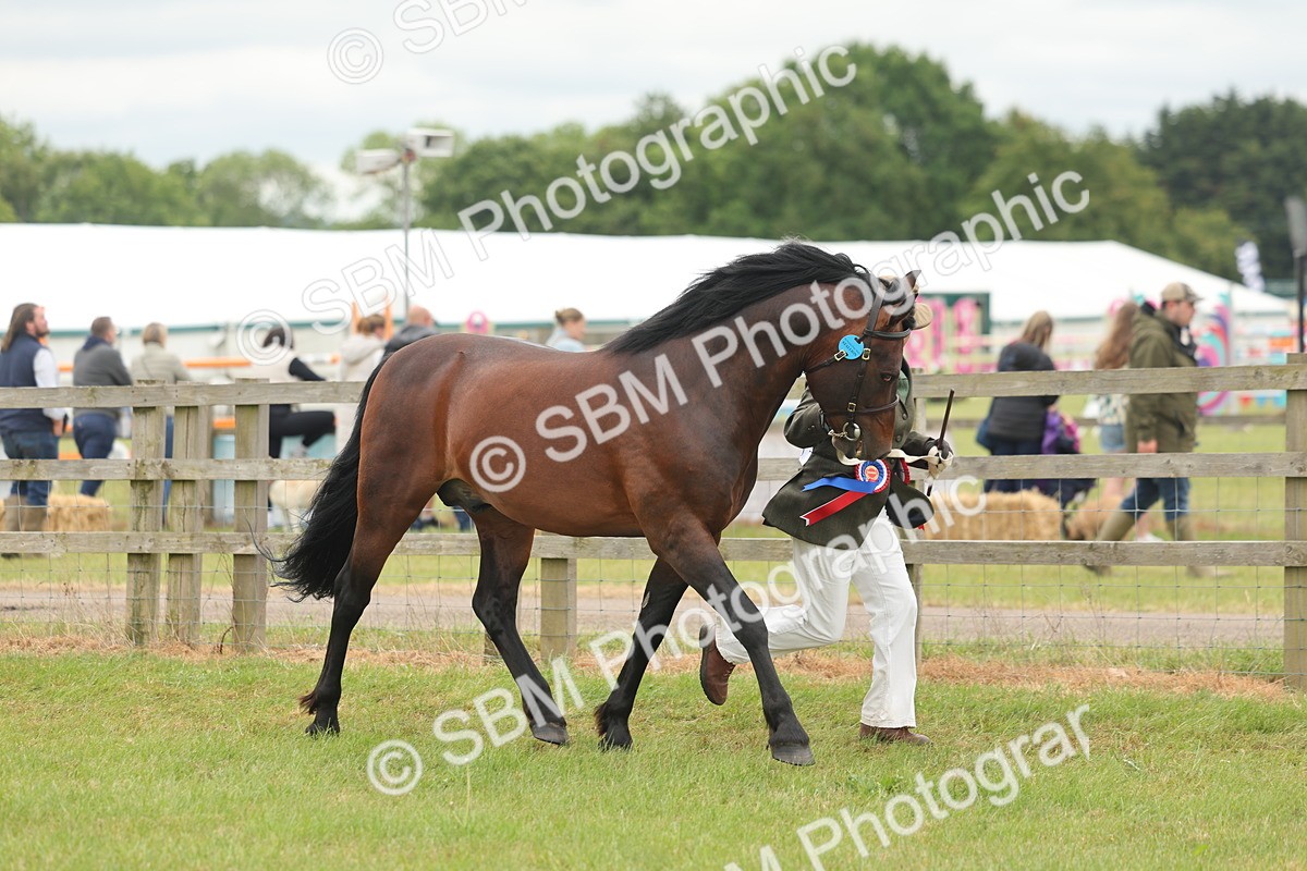 SBM_05065 - Class 50-57 - M&M Welsh Pony In Hand