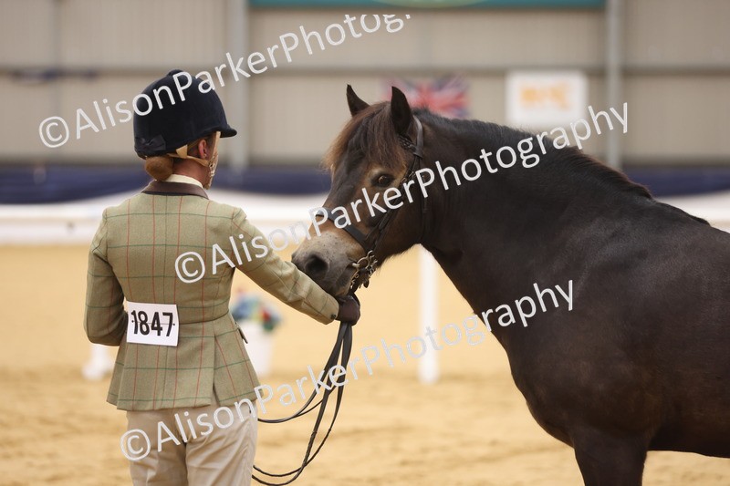 20260913-1129 - Class 110 - Bred In Other In Hand