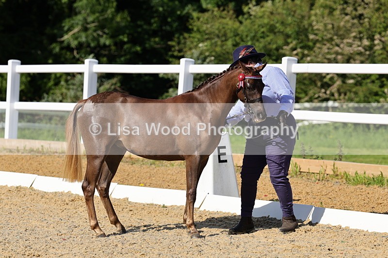 1X9A0630 - Class 3: Youngstock 1, 2, 3 year old not to exceed 153cm