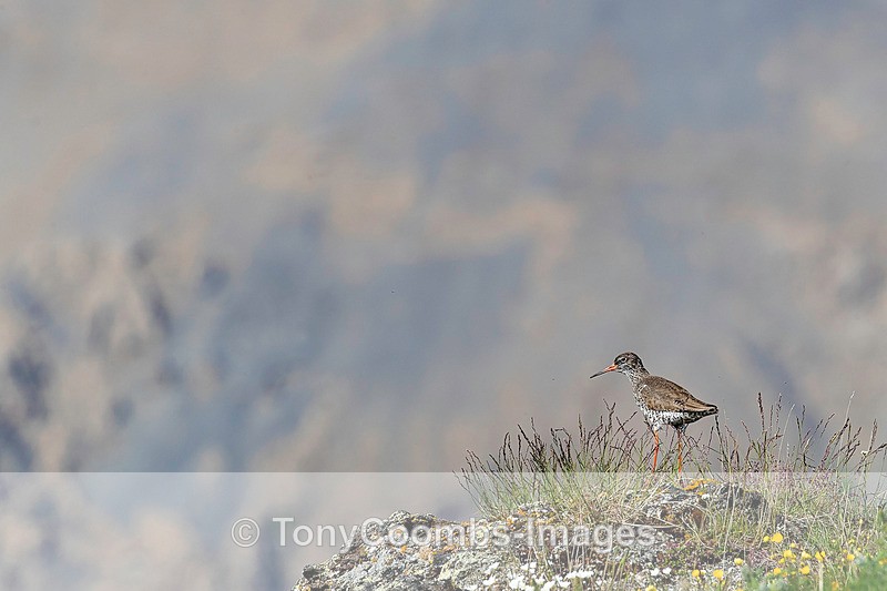 Redshank - Iceland