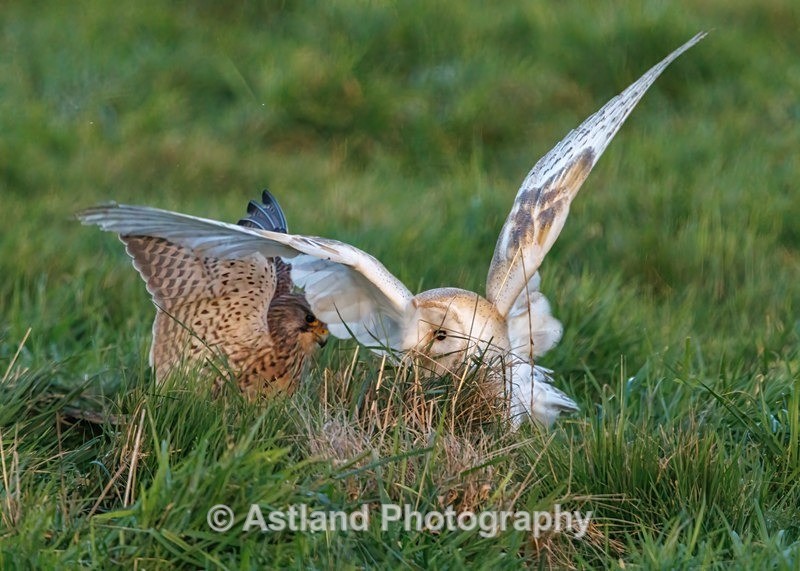 Barn Owl & Kestrel - Latest Images