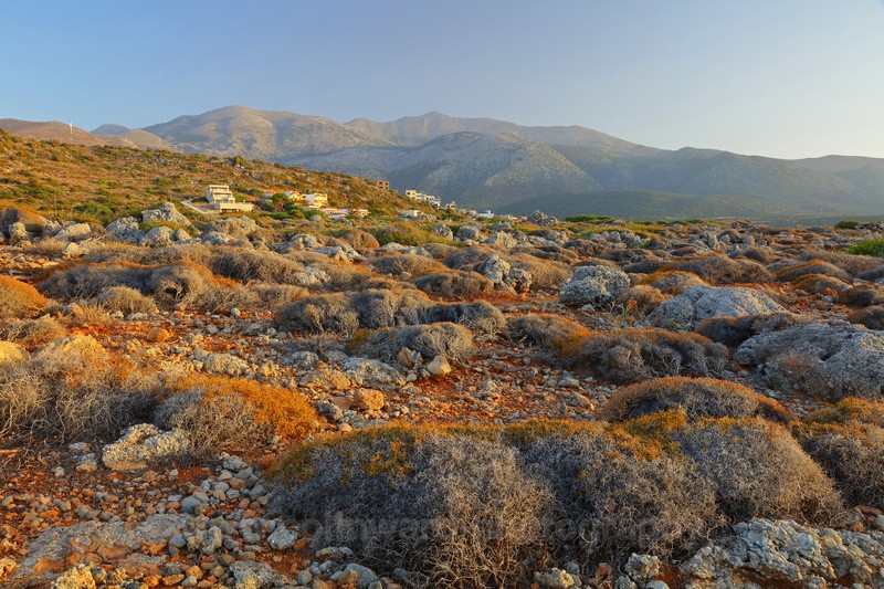 Spiny Burnet plants in the foreground, Malia, Crete. - Europe