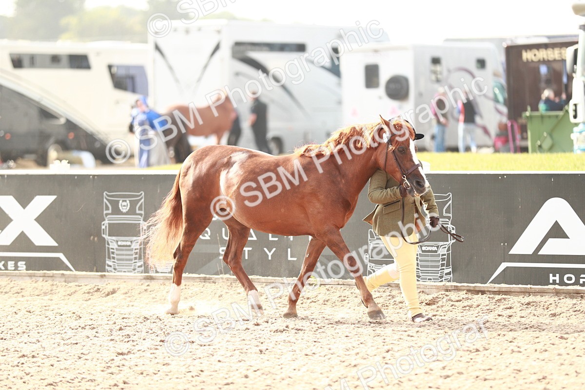 SBM_09869 - Class 203 Young Handler, 10 years and under
