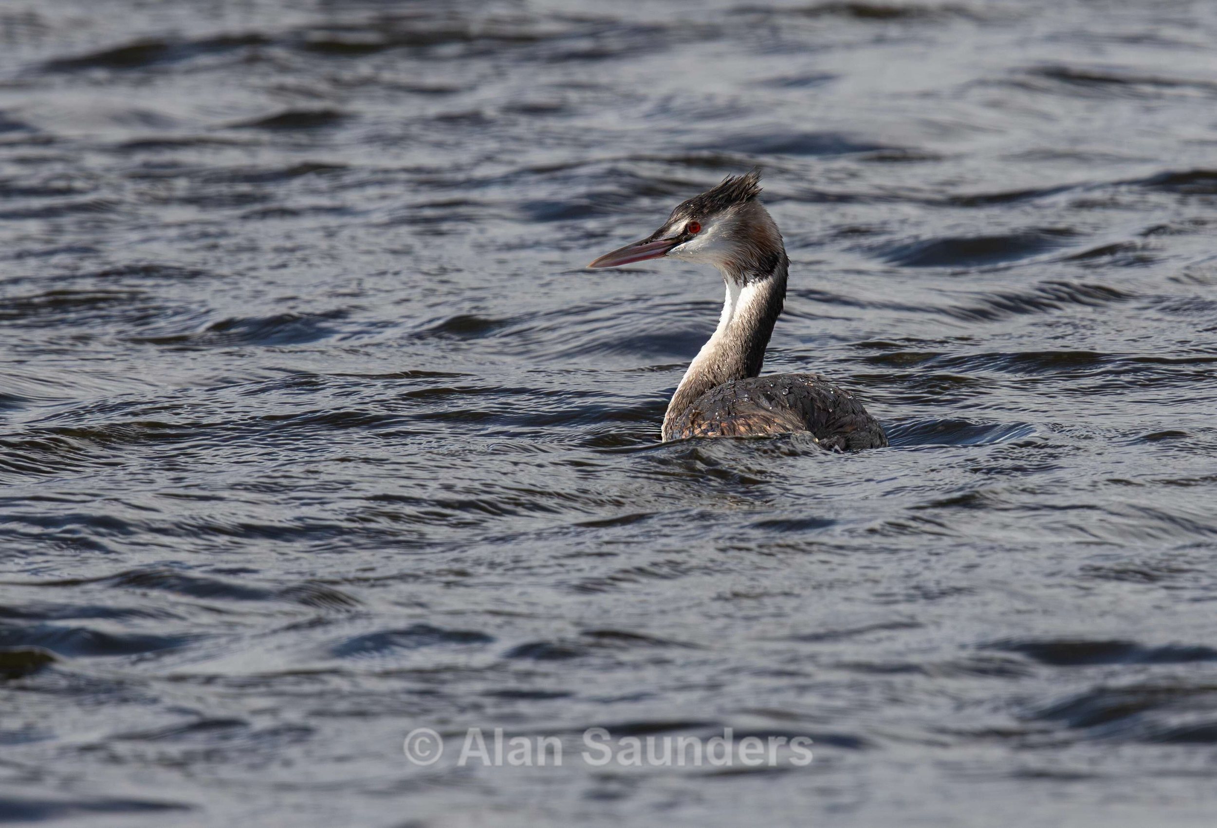 Great Crested Grebe 3