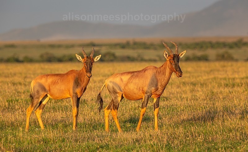  - African Safaris