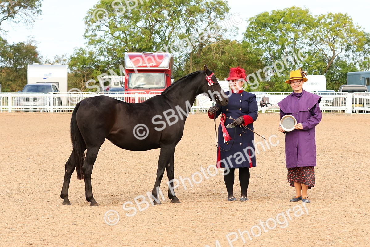 SBM_16607 - Class 702 - IH Show Horse - Pony