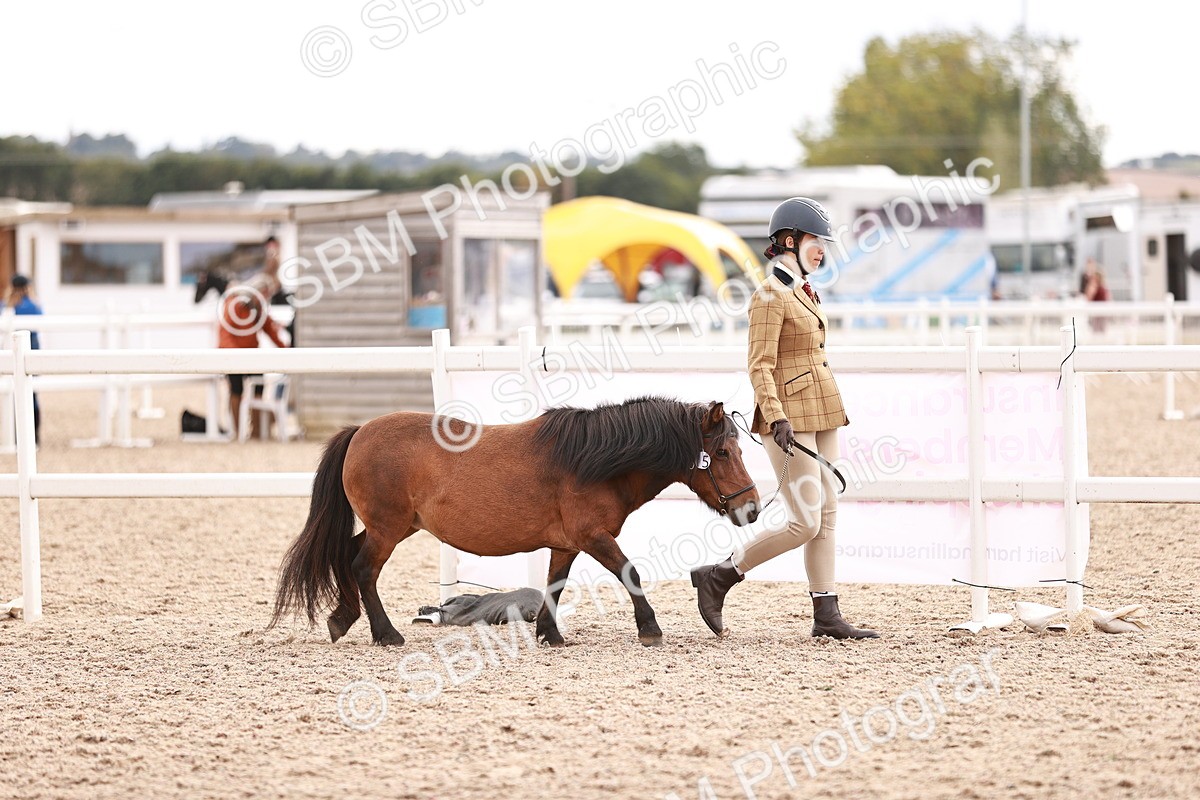 SBM_18250 - Class 416 - Prettiest Mare (IH or Ridden)Jnr