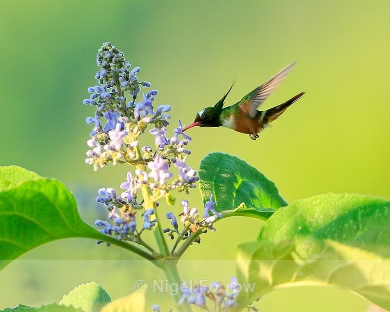 White-crested Coquette (male) feeding, Costa Rica - White-crested Coquette