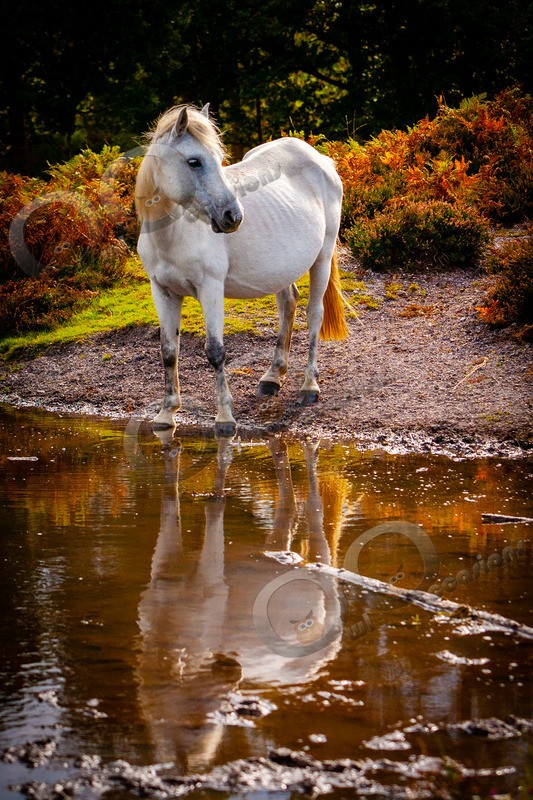 Grey horse in the forest-IMG_7899 - Pet Photography