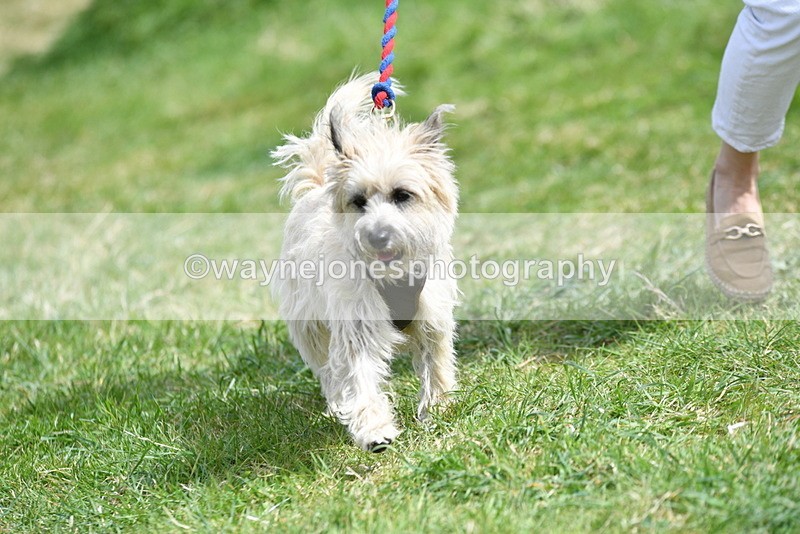 WJ5_0373 - Class 7 Best Terrier