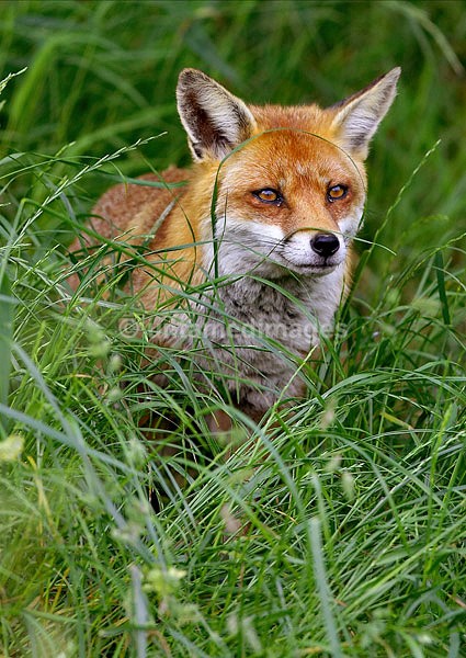 Red Fox - United Kingdom