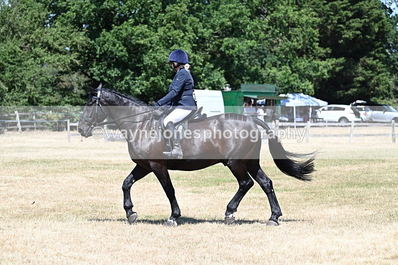 WJ7_2934 - Class 7 Riding Club Show Horse