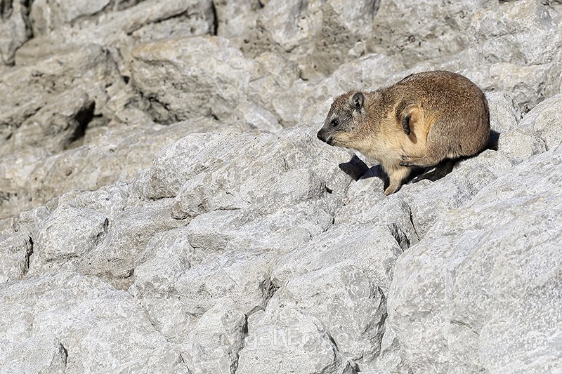 Rock Hyrax scratching, Stony Point Nature Reserve, South Africa - Hyrax