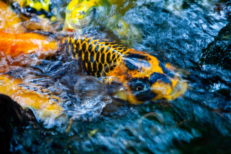 Koi_1089 - Pet Photography