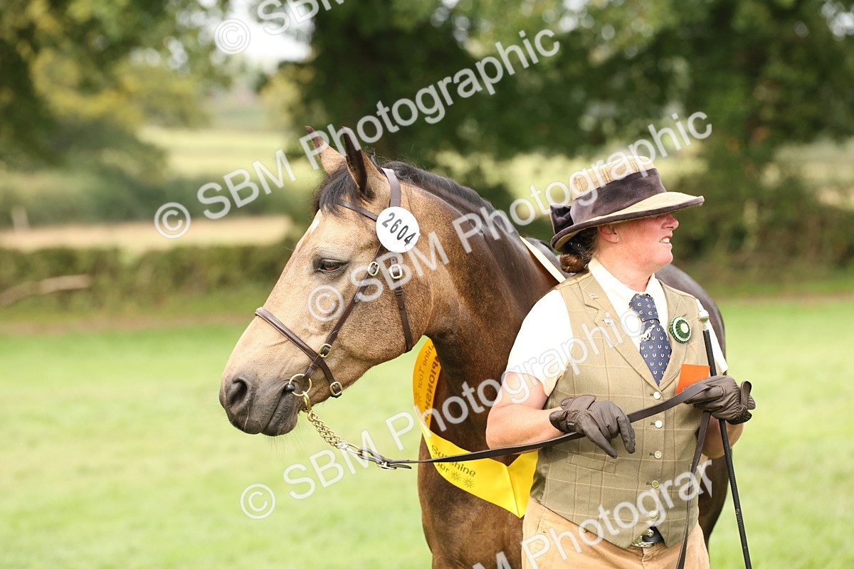 SBM_56276 - S55 - Other Coloured Horse In Hand
