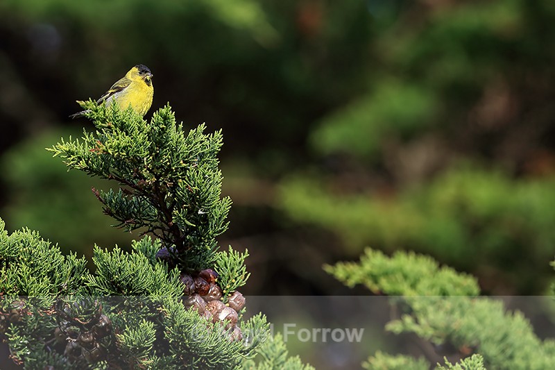 Black-chinned Siskin on conifer, Carcass Island, Falklands - Black-chinned Siskin