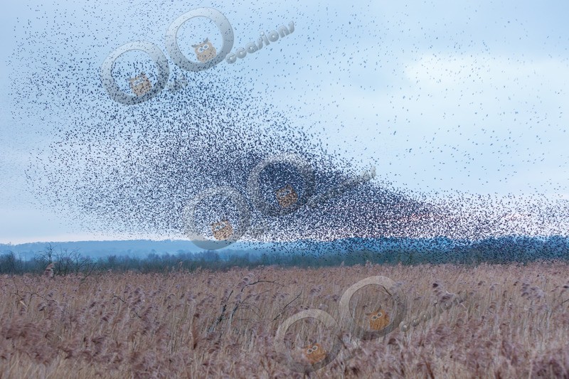 Starling Sturnus vulgaris-6247 - UK birds