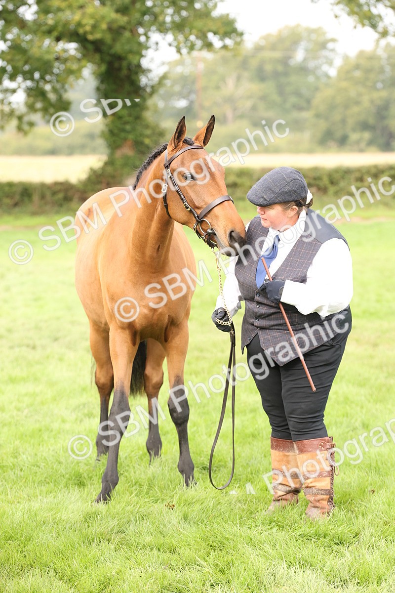 SBM_56272 - S55 - Other Coloured Horse In Hand