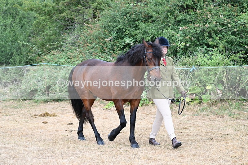 WJ7_9462 - Class 5 Most Handsome Gelding (up to 14.2hh)