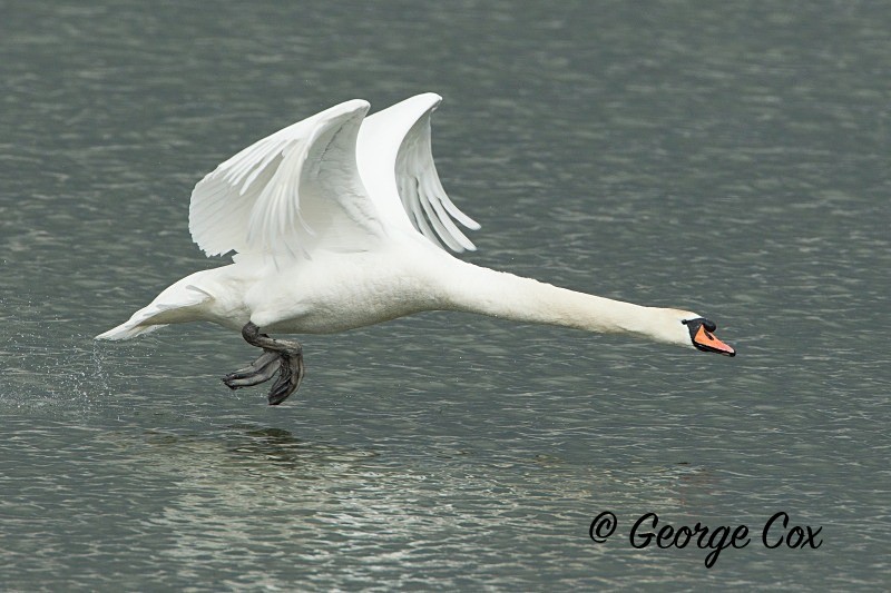 Swan in Flight - Birds in Flight
