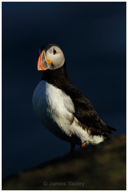 Puffin on Blue - Puffins of Skokholm Island