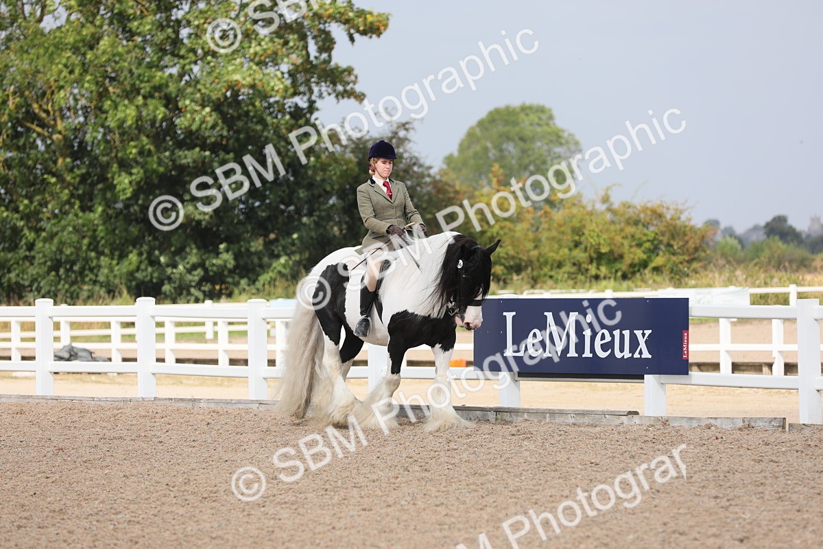 SBM_13322 - Class 308 Ridden Coloured Horse