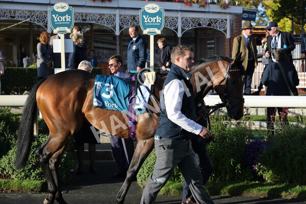 yr08102022r7-1 - Race 7 5.00pm The Coral Gets You Closer To The Action Stakes