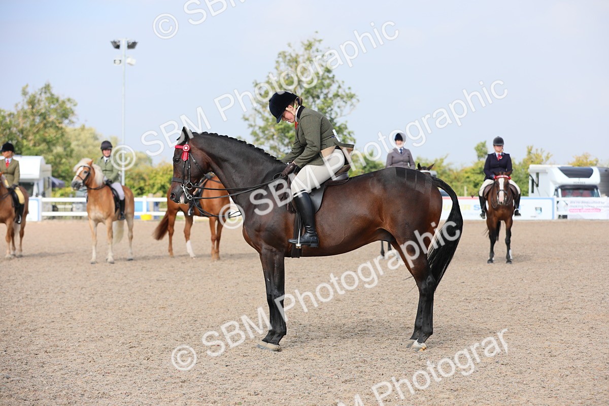 SBM_11393 - Class 305 Ridden Foreign Breeds- Pure Bred