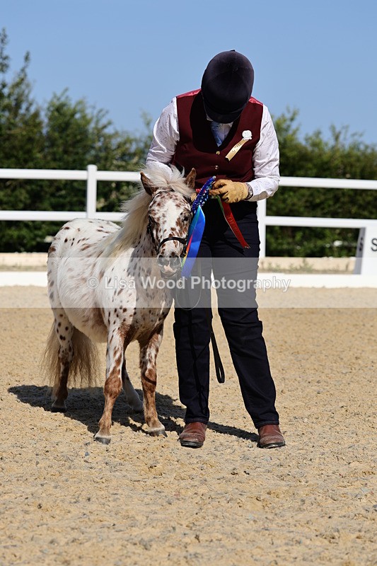 1X9A0707 - Class 3: Youngstock 1, 2, 3 year old not to exceed 153cm