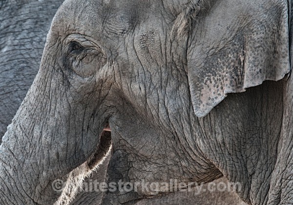 Elephant - Wildlife and Animals