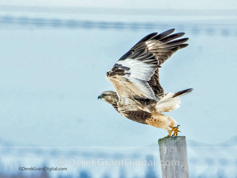 Rough-legged Hawk - Tantramar