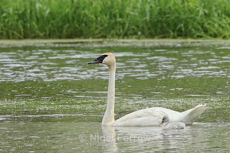 Trumpeter Swan & cygnet, Buffalo, Minnesota - Trumpeter Swan