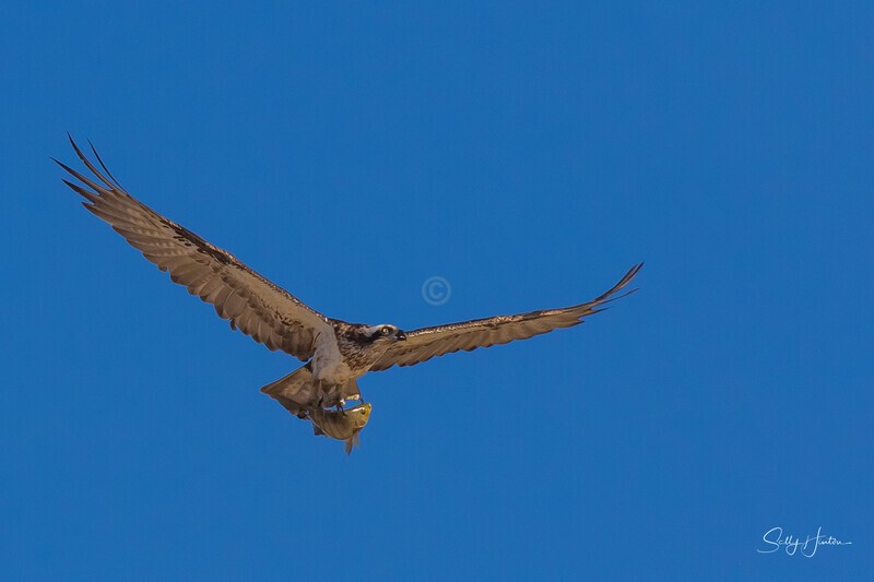 Osprey Fishing 10 - Osprey
