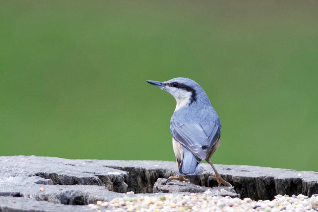 Nuthatch 1 - Santon Downham