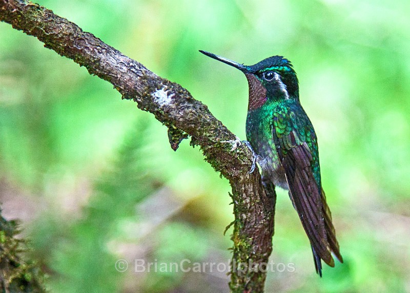 IMG_3083 Purple Throated Mountain Gem Hummingbird, Costa Rica - Costa Rican Wildlife