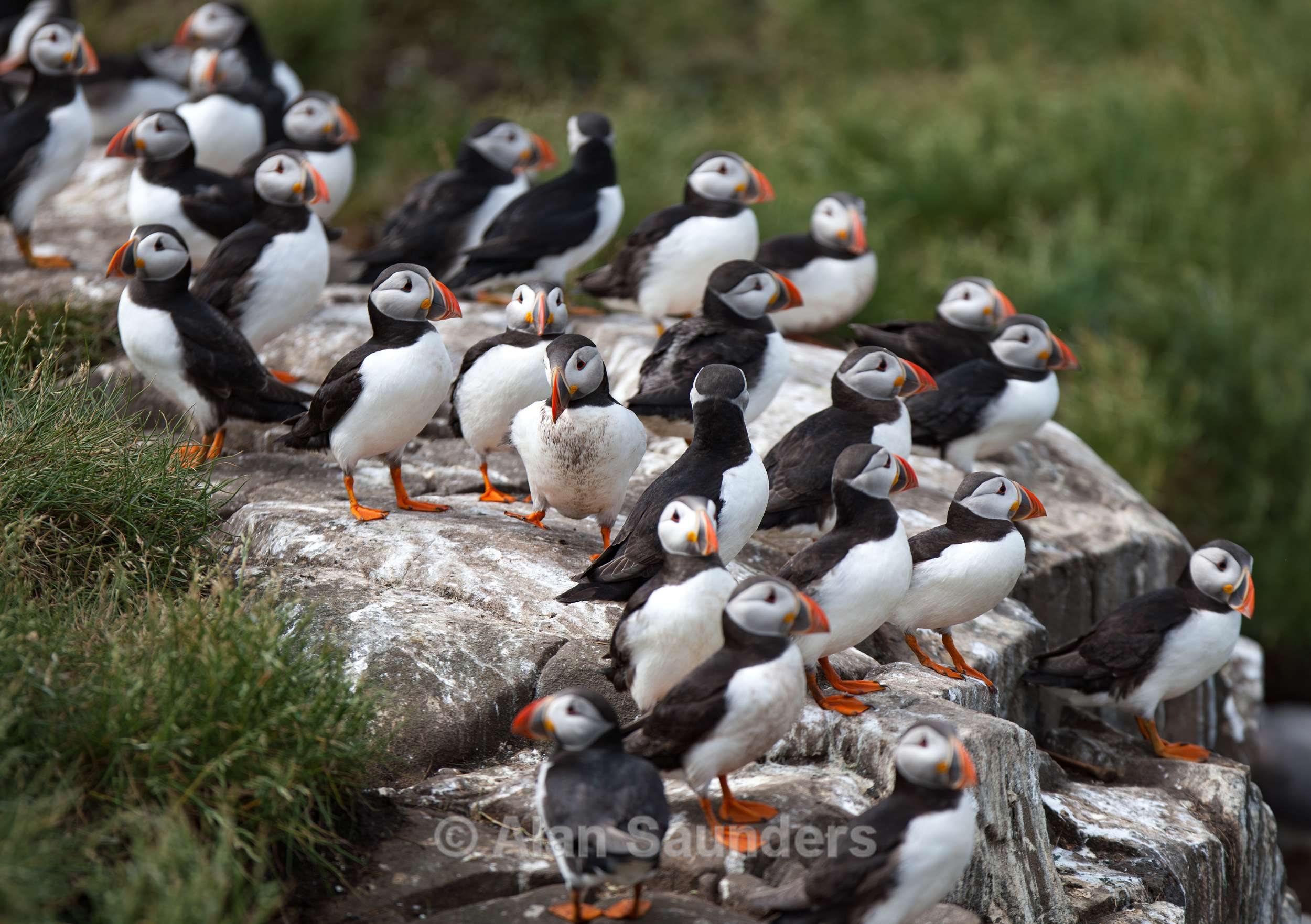Puffin 9
