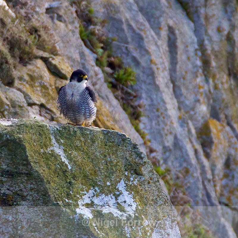 Peregrine (adult) on a cliff ledge - Peregrine Falcon