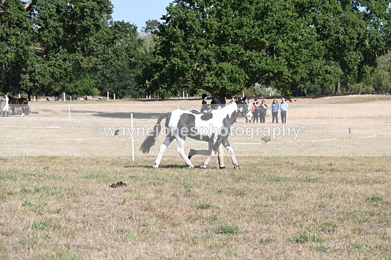 WJ6_7235 - Class 33 Rescue Pony