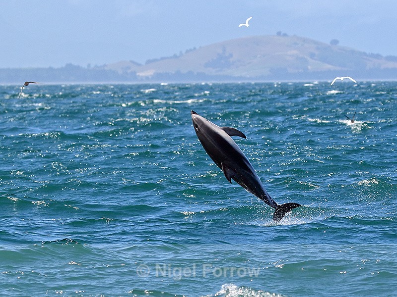 Dusky Dolphin performs sideways leap, Kaikoura, New Zealand - Dolphin