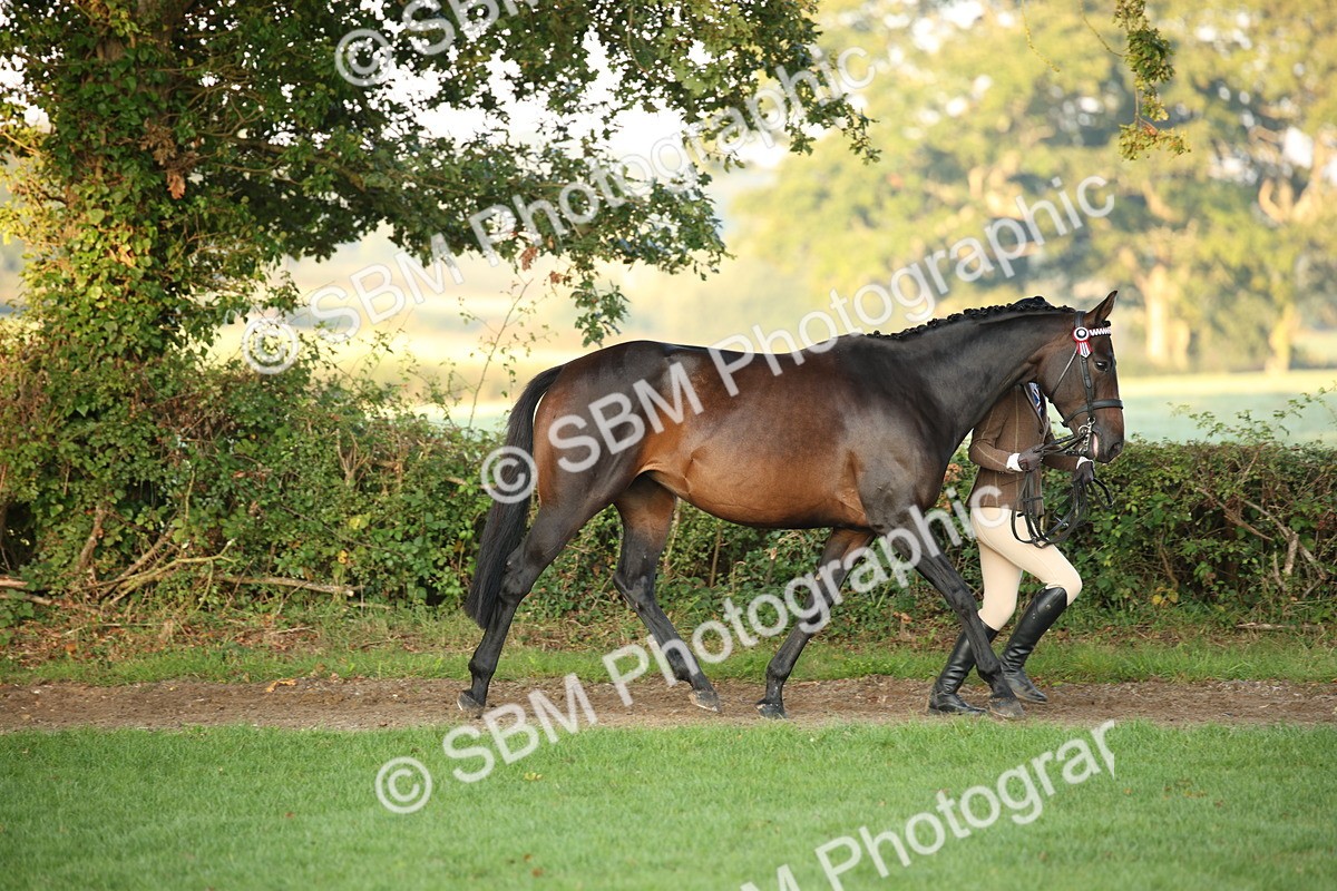 SBM_56836 - S49 - Riding Horse & Hack & Thoroughbred In Hand