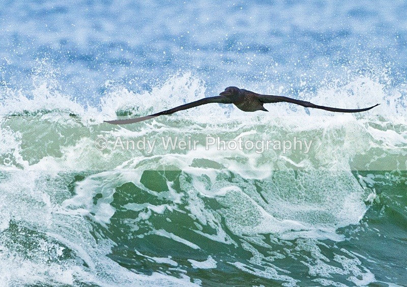 20101025-2638 - Gannets