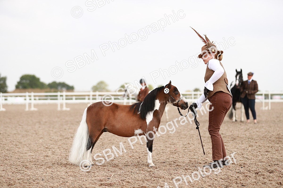 SBM_11846 - Class 206 IH Non Show Type Pony