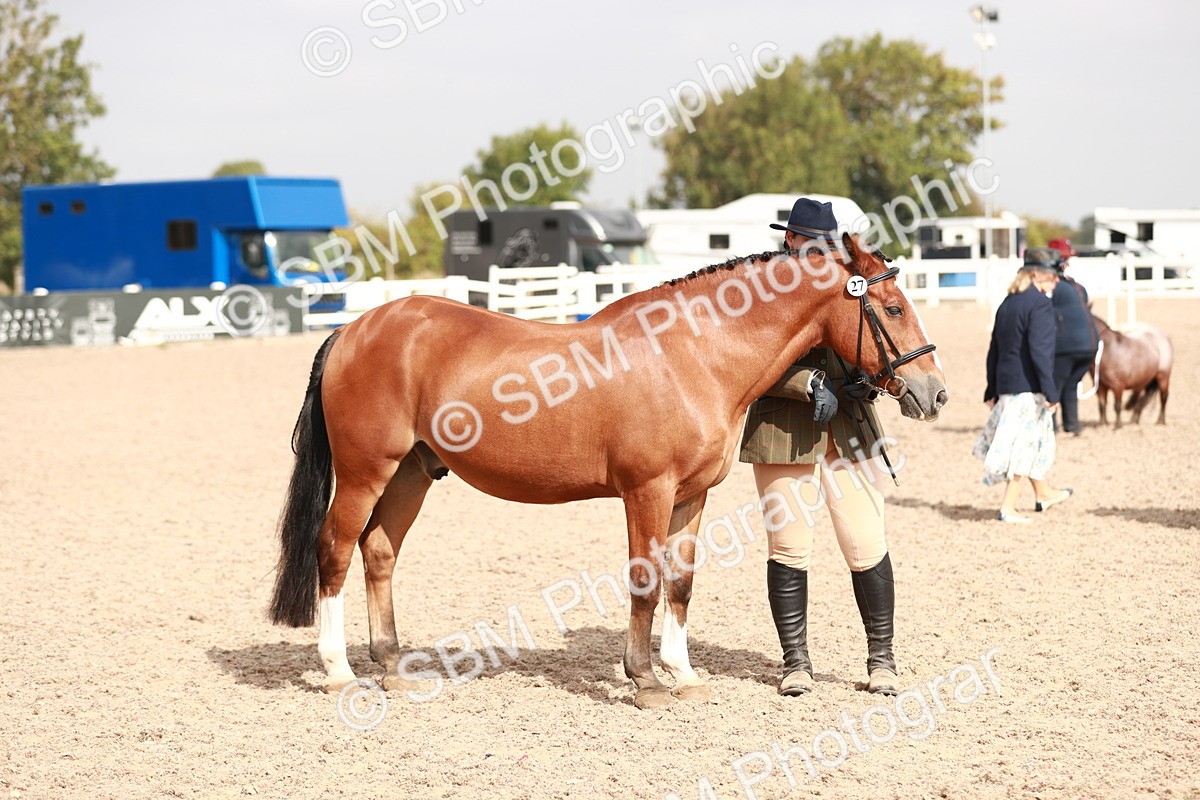 SBM_11903 - Class 206 IH Non Show Type Pony