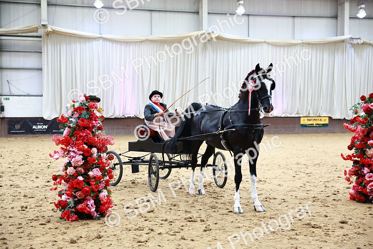 0B8A3933 - Class 13  - HHS Championship Intl Hackney Horse to a Show Wagon