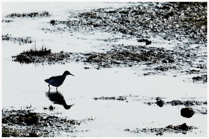 Redshank Silhouette - Latest Work