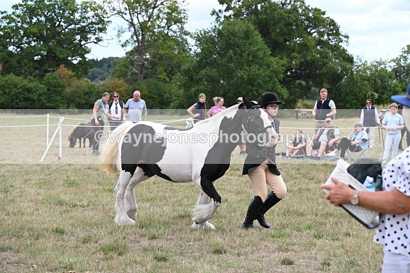 WJ6_5723 - Class 18 In-hand Coloured