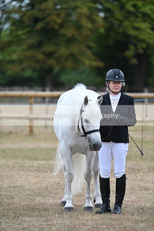 WJ7_9745 - Class 5a Most Handsome Gelding (above 14.2hh)