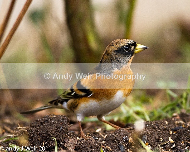 Brambling-1270 - Brambling