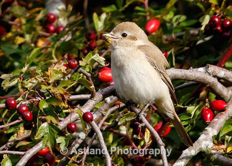 Astland Photography, Bird and Wildlife Images, Susan and Peter Wilson, U.K.